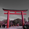 写真: 赤系残し。。鎌倉鶴岡八幡宮・・20130103