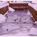 写真: 寒そうにしているカルガモ達・・小樽運河