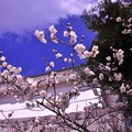 写真: 小田原城の白梅と青空?・・20130224