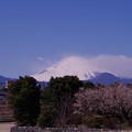 写真: 曽我梅林から見た富士山・・20130224
