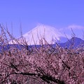 曽我梅林から梅と富士山・・20130224