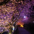 夜桜の河津桜並木のトンネル・・20130302