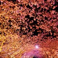 夜桜の河津桜並木のトンネル?・・20130302