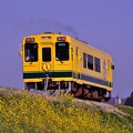 写真: 菜の花といすみ鉄道ムーミン列車300形・・20130309