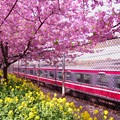 写真: 電車が通過する風景。。三浦の河津桜と菜の花・・20130310