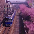 写真: 京急線乗って見れる三浦の河津桜並木?・・20130310