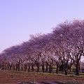 朝の日をあびて海軍道路の桜並木・・20130323