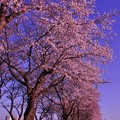 朝の青空と陽の光で明るく染まる海軍道路の桜並木・・20130323