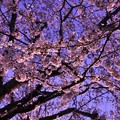 陽の光でピンクが明るく染まる海軍道路の桜並木・・20130323