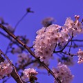 綺麗に咲いた海軍道路の桜・・20130323