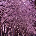 車通るたびに桜の花びらが舞う光景 海軍道路の桜並木・・20130323