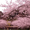今年は横須賀米軍基地内でも見事な桜が・・20130324