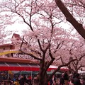日本では見れない横須賀基地内マクドナルド前にサクラ・・20130324