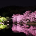 三渓園のさまざまな夜桜風景 これで2013年桜終わり?・・20130326