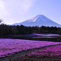 静寂な朝の富士芝桜と富士山・・・20130429