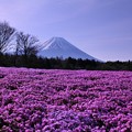 芝桜の丘から見る富士山・・20130429