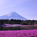 芝桜と池と富士山・・20130429