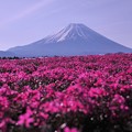 紅白の紅組・・朝露芝桜と富士山・・20130429