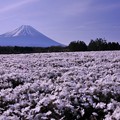 紅白の白組・・朝露芝桜と富士山・・20130429