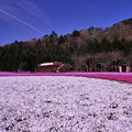 飛行機雲と富士の芝桜・・20130429