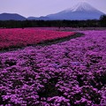 キャンパスに描くように。。。富士芝桜と富士山 20130429