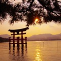 夕焼けの太陽が水面に反射して。。宮島厳島神社の鳥居 20130504