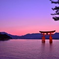 夕焼けからライトアップされて夜景へ宮島厳島神社の鳥居 20130504