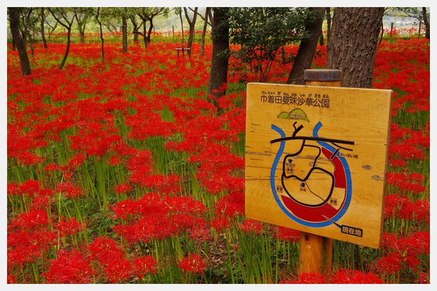 写真: 今年は咲きがいいといわれて曼珠沙華・・20130923