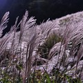 写真: 光に照らされて箱根仙石原のすすき?・・201300929