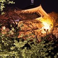 写真: 夜桜と三重塔・・