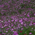 昭和記念公園の花の丘に咲くコスモス・・