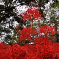 写真: 一番高く咲きたい気持ち。。曼珠沙華