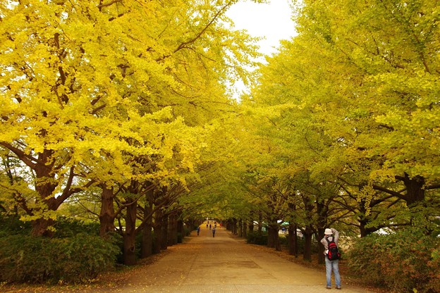 写真: 朝の昭和記念公園 いちょう並木?・・20131109