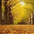 写真: イチョウの葉も落ちて。。秋深まる 昭和記念公園 20131109