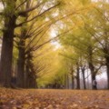 写真: 寂しさも募る。。。昭和記念公園 20131109
