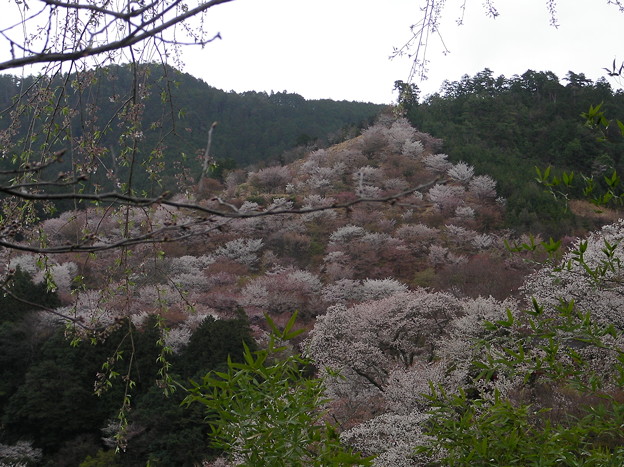 吉野の千本桜を見に奈良へと...