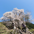 写真: 佛隆寺の桜・2013-2