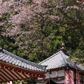 写真: 佛隆寺の桜・2013-3