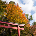 写真: 談山神社の紅葉・2013-1