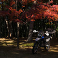2013年・亀山公園の紅葉-1