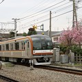 写真: 東京メトロ１００００系とヨコハマヒザクラ。