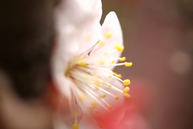 写真: 3月3日　庭の花