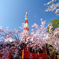 4月5日　東京の桜（芝公園）