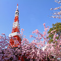 4月5日　東京の桜（芝公園）