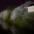 写真: 霞城公園の桜【Ｈ２５・１】
