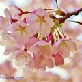 写真: 桜−H23.4.24より