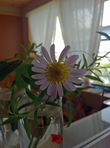 写真: 洗面台、鏡の中の野菊
