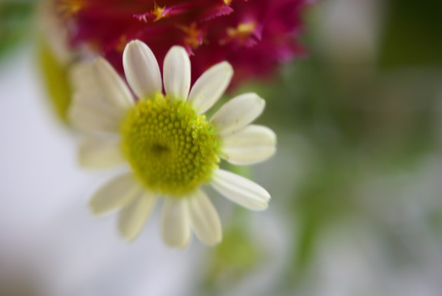 写真: 刺繍中の花