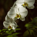 写真: 板橋区熱帯環境植物館
