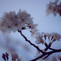 写真: 桜、板橋区、東京